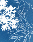 Seaweed Cyanotype Print, Fan Weed & Siphon Weed