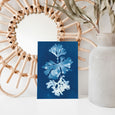 british seaweed cyanotype postcard set, gift set, cornwall art, sea inspired stationery