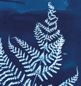 Cyanotype fern print detail made in Cornwall by Paper Birch