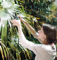 Tropical Palm Leaf Cyanotype Print