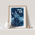 Gyllyngvase, Falmouth Cyanotype Seaweed Print