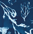 Bream Cove Falmouth Cyanotype Botanical Wall Art Print Cornwall