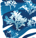 Cyanotype Seaweed Tideline wall art Print, made in Cornwall