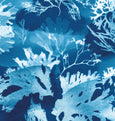 Cyanotype Seaweed Tideline wall art Print, made in Cornwall
