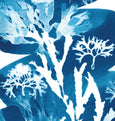 Cyanotype Seaweed Tideline wall art Print, made in Cornwall