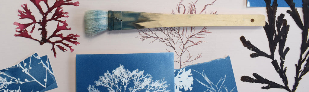 Seaweed art prints made from blue cyanotype impressions of real seaweed.