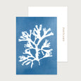 Seaweed Postcard Fan Weed Set of 10