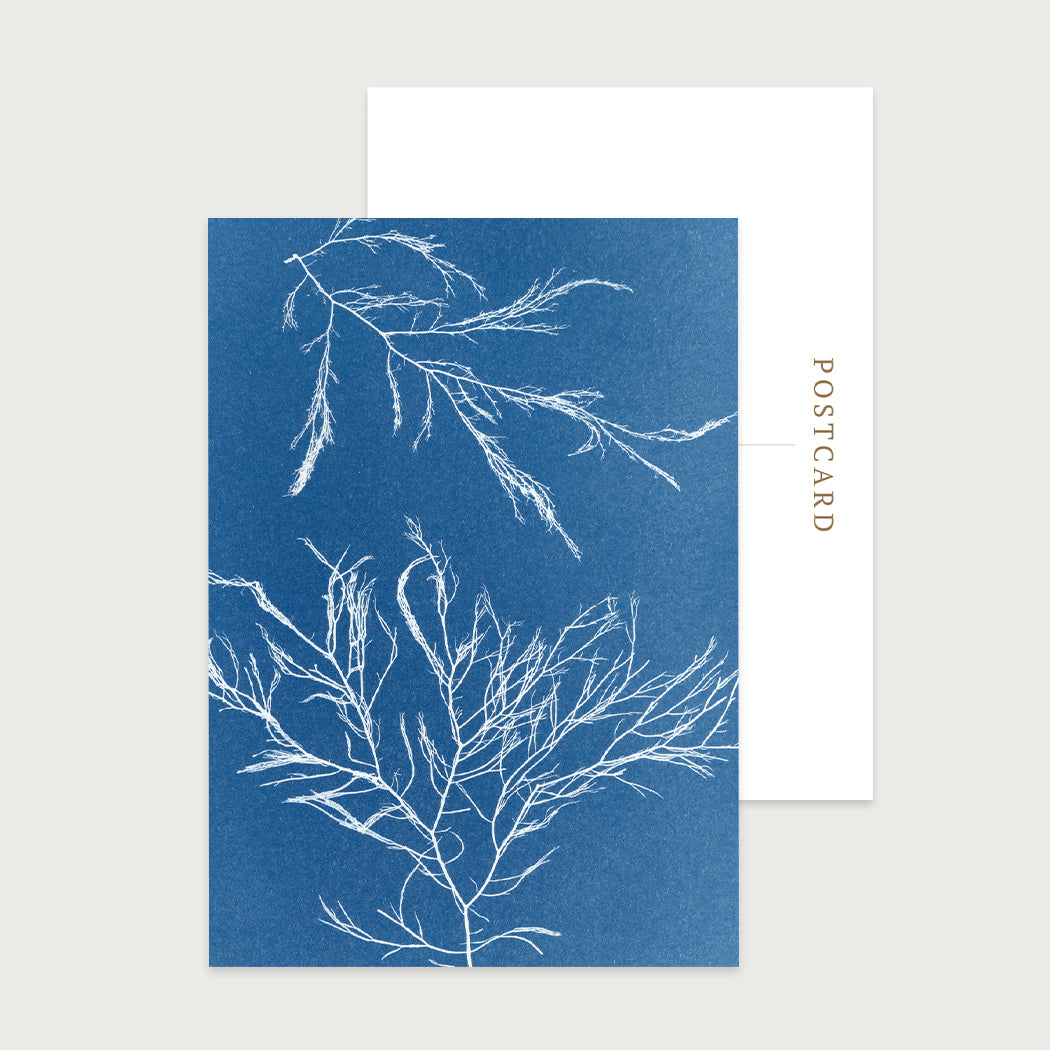 Seaweed Postcard Siphon Weed Set of 10