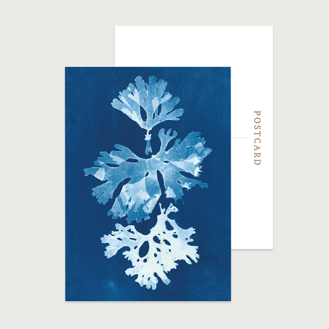 Seaweed Trio Postcard Set of 10 by Paper Birch