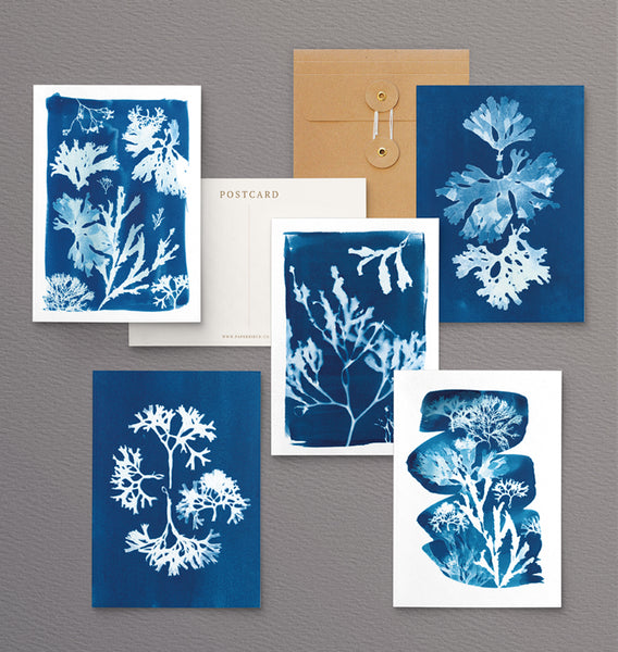 british seaweed cyanotype postcard set, gift set, cornwall art, sea inspired stationery