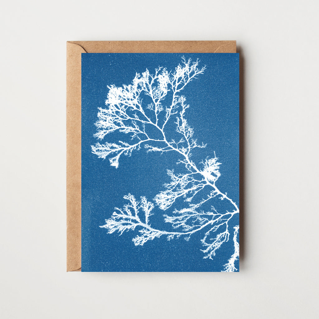 Seaweed Greeting Card - Berry Wart Cress