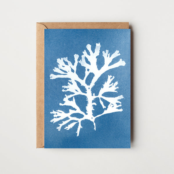 Seaweed Greeting Card - Fan Weed