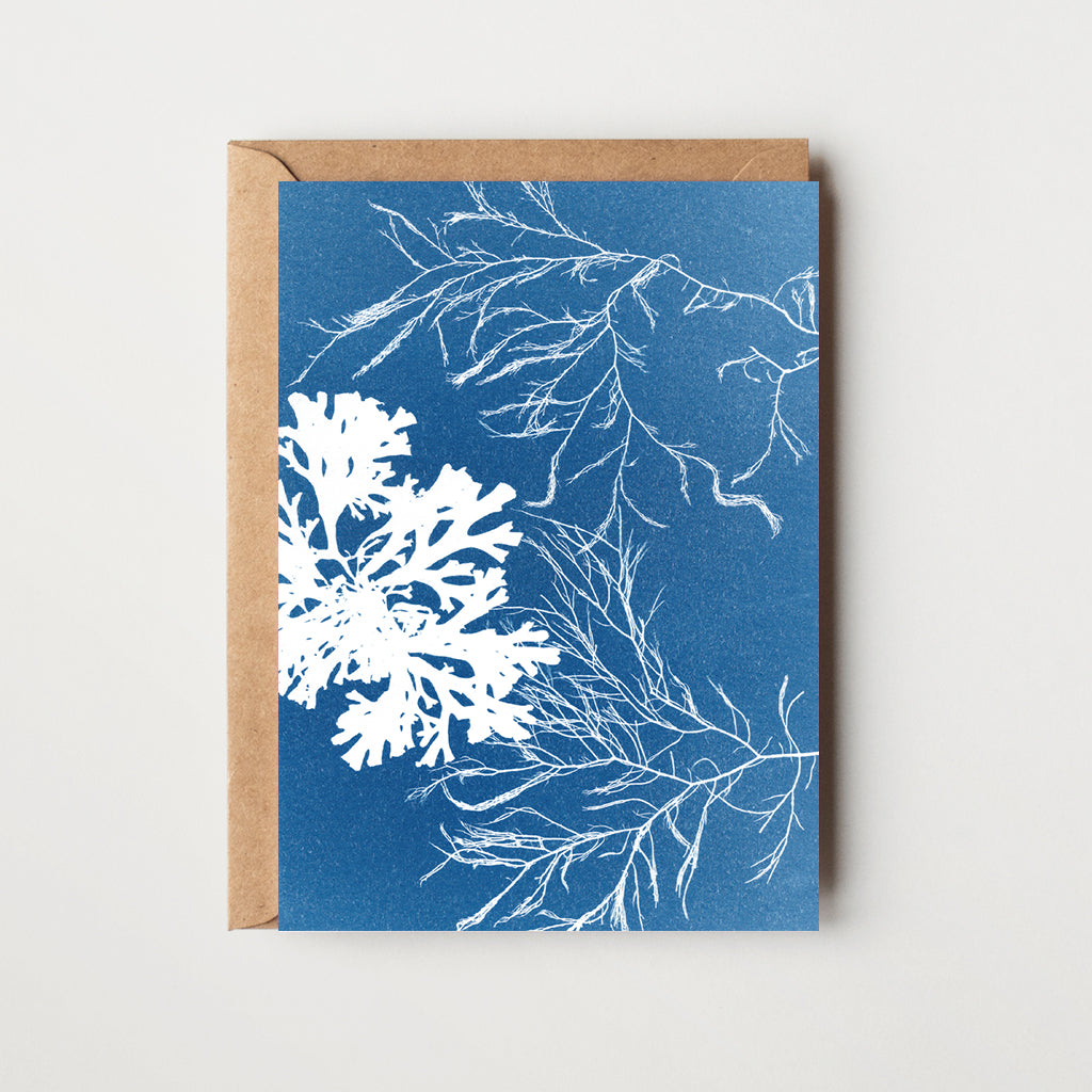 Seaweed Greeting Card - Fan & Siphon Weed