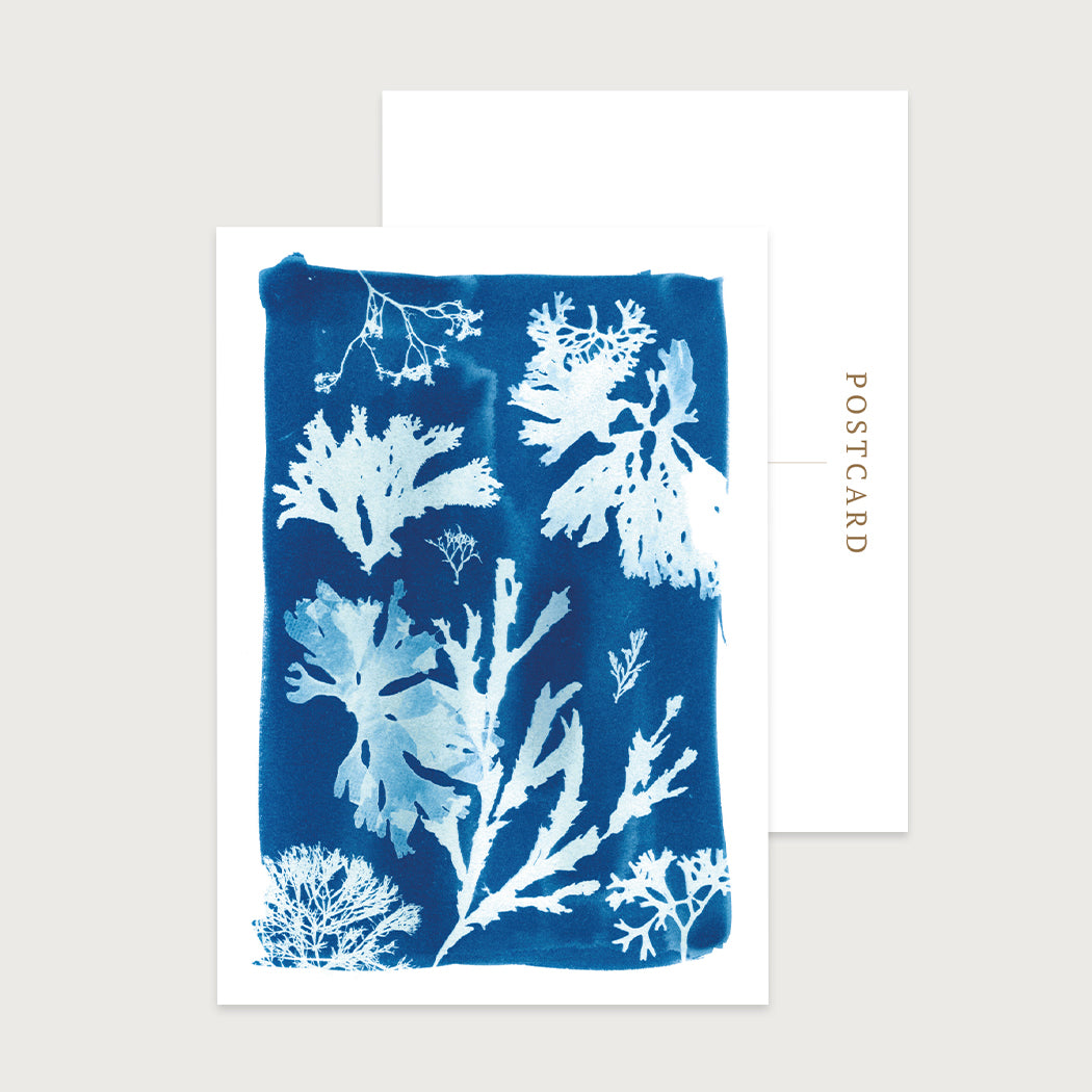 A blue cyanotype seaweed postcard featuring seaweed collected in Cornwall