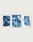 Set of 3 Seaweed Cyanotype Art Prints by Paper Birch
