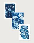 Set of 3 Seaweed Cyanotype Art Prints by Paper Birch