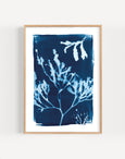 Set of 3 Seaweed Cyanotype Art Prints by Paper Birch