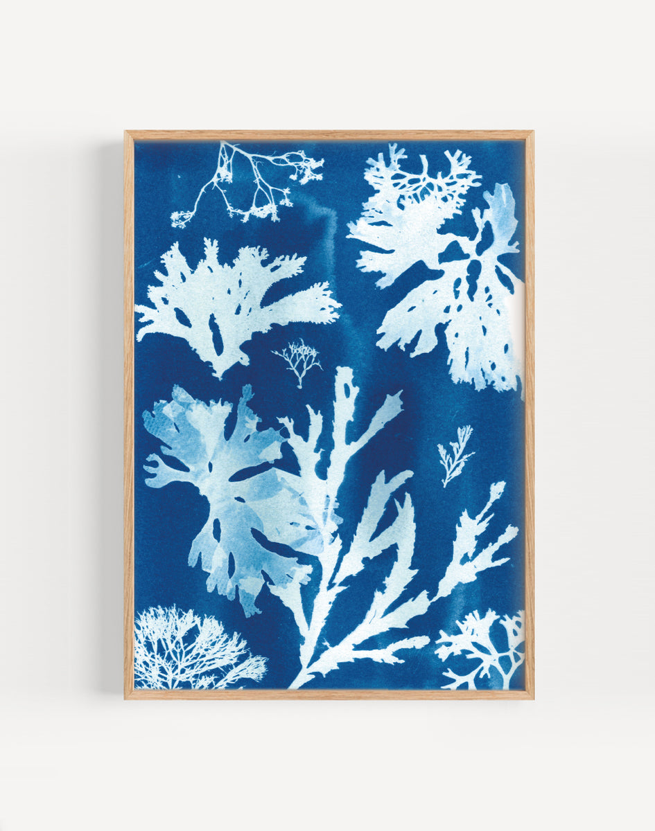 Seaweed Cyanotype Art Print, Tideline, Seaweed Art Cornwall