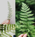 British Ferns - Pack of 5 postcards featuring cyanotype fern prints