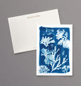 british seaweed cyanotype postcard set, gift set, cornwall art, sea inspired stationery