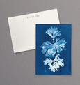 british seaweed cyanotype postcard set, gift set, cornwall art, sea inspired stationery