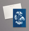 british seaweed cyanotype postcard set, gift set, cornwall art, sea inspired stationery