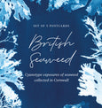 british seaweed cyanotype postcard set, gift set, cornwall art, sea inspired stationery