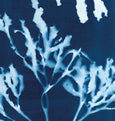 Seaweed Cyanotype Art Print, Gyllyngvase Cornwall