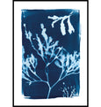Gyllyngvase, Falmouth Cyanotype Seaweed Print