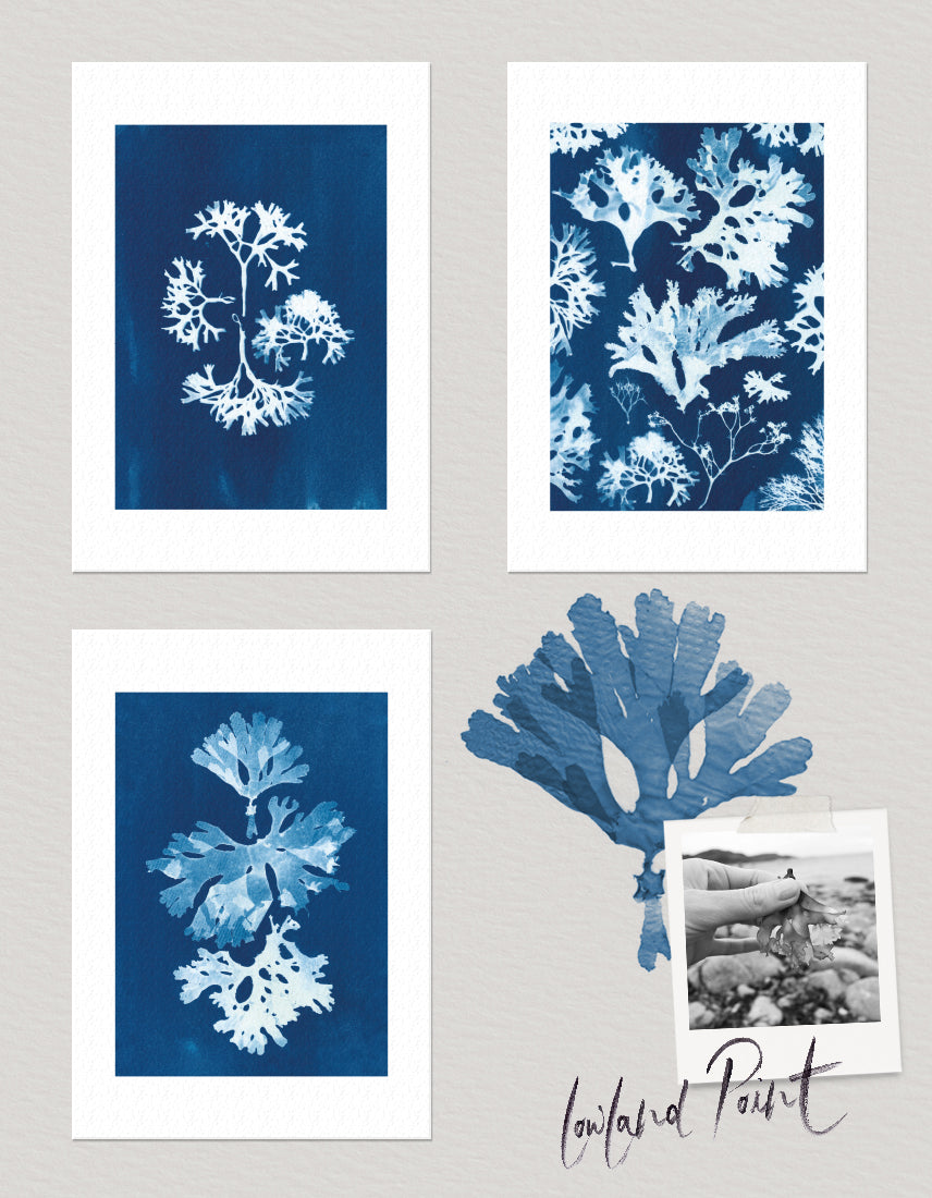 Set of 3 coastal wall art prints, Lowland Point, Cornwall Cyanotype Seaweed Print