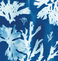 Lowland Point, Cornwall Cyanotype Seaweed wall art Print