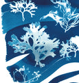 Cyanotype Seaweed Tideline wall art Print, made in Cornwall