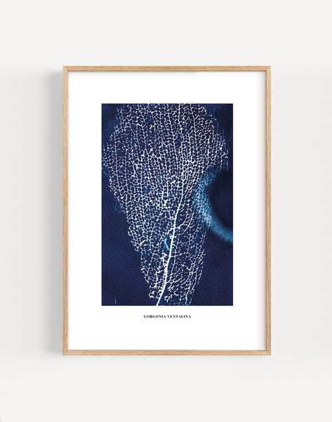 Sea Fan Cyanotype Print by Paper Birch