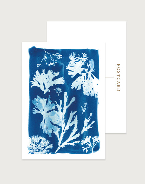 A blue cyanotype seaweed postcard featuring seaweed collected in Cornwall