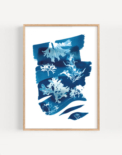 Cyanotype Seaweed Tideline || Wall Decor